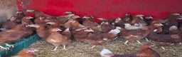 Chickens poultry for sale: Point of lay pullets  - Advert 3