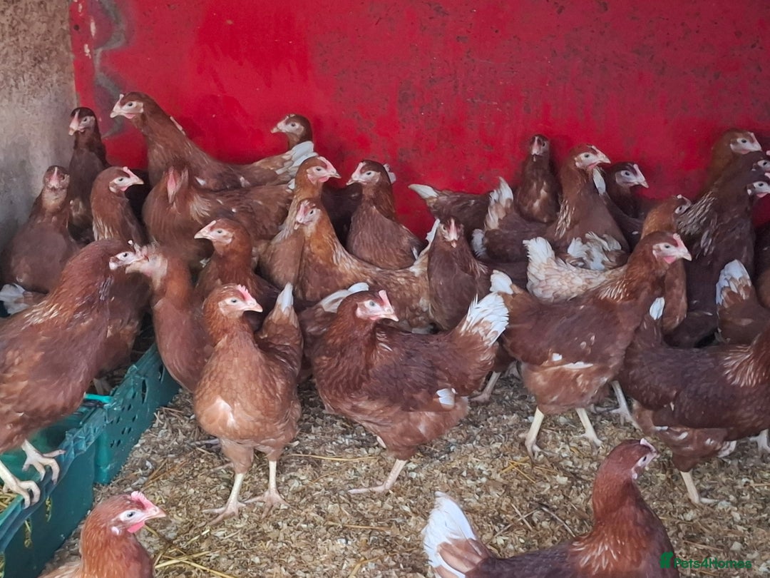 Chickens poultry for sale: Point of lay pullets  - Advert 3