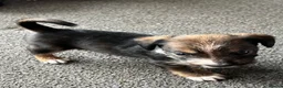 Jack Russell dogs for sale: Jack Russel puppies  - Advert 2
