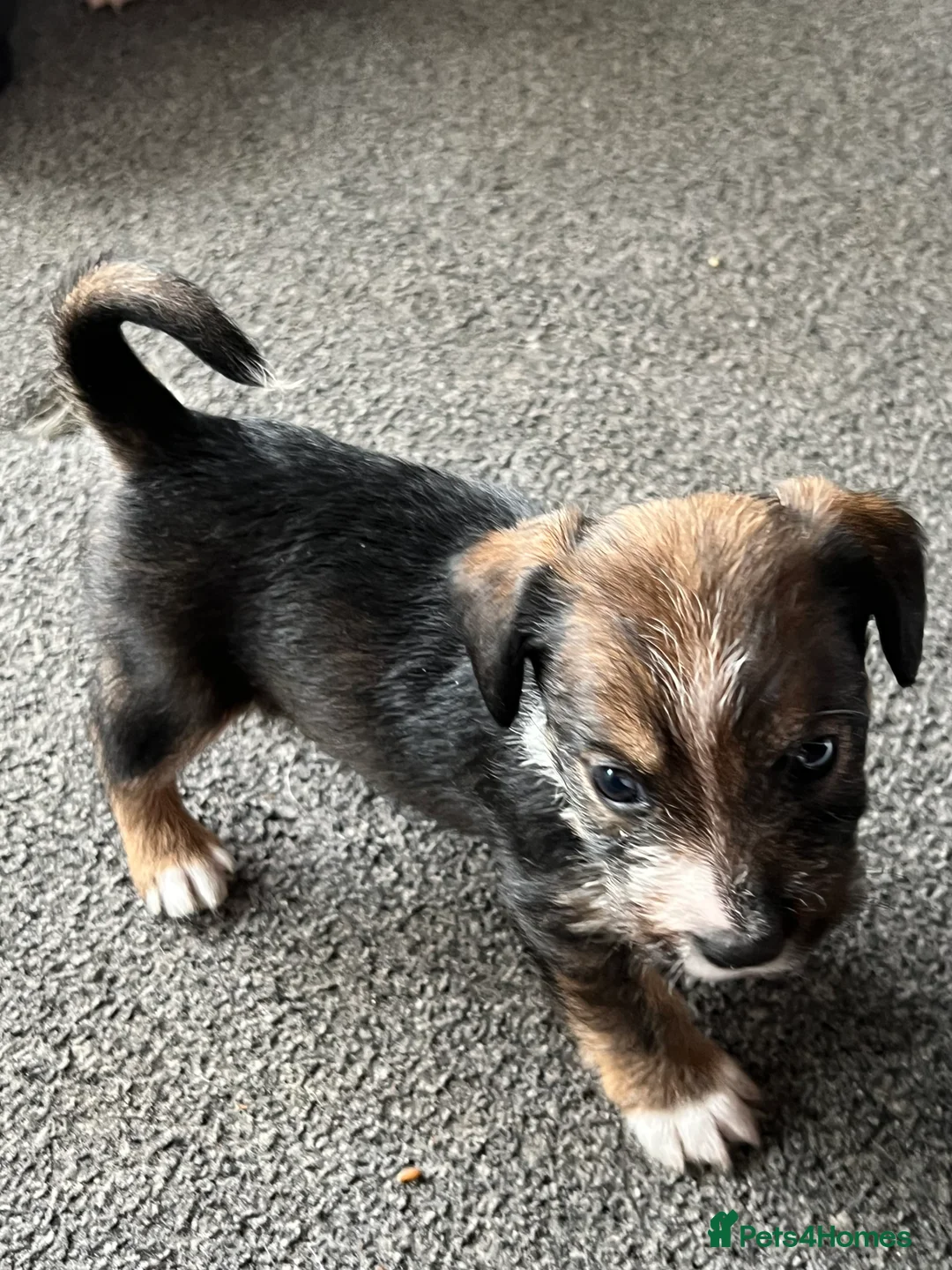 Jack Russell dogs for sale: Jack Russel puppies  - Advert 2