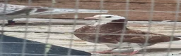 Pigeons birds for sale: Young tipplers,tumblers and racers for sale £3 - Advert 14
