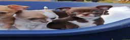 Chihuahua dogs for sale: Chihuahua Puppies  in Norwich - Advert 16