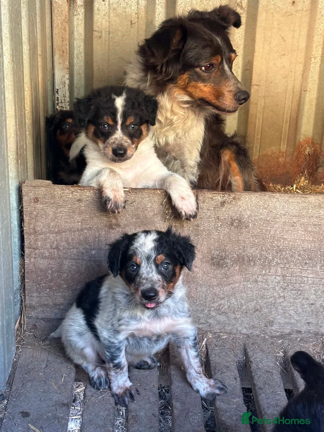 Border Collie dogs for sale: Stunning Border Collies For Sale! - Advert 2