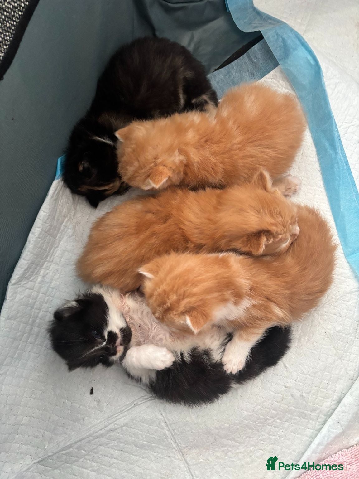 British Longhair cats British Longhair Cross Kittens – 5 Available - Advert 7