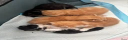 British Longhair cats for sale: British Longhair Cross Kittens – 5 Available - Advert 1