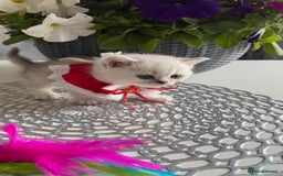 Scottish Fold cats for sale: 2 Scottish Girls  - Image 11