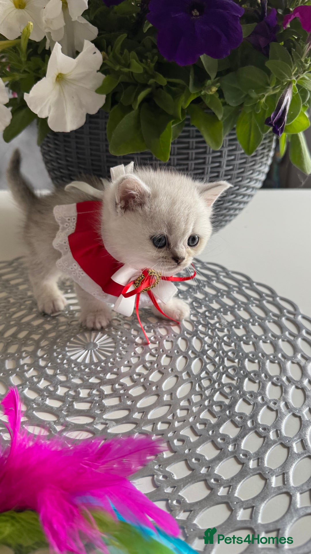 Scottish Fold cats for sale: 2 Scottish Girls  - Image 11