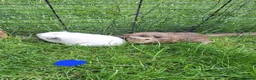 Guinea Pig rodents for sale: Male and female guinea pigs for sale  - Advert 12
