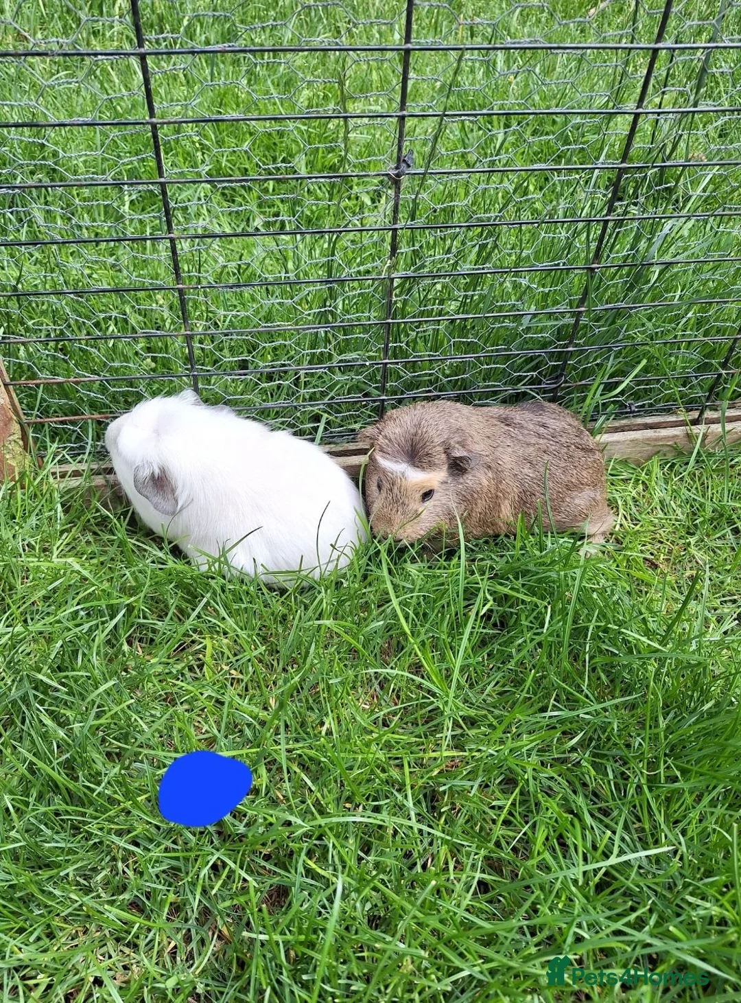 Guinea Pig rodents for sale: Male and female guinea pigs for sale  - Advert 12