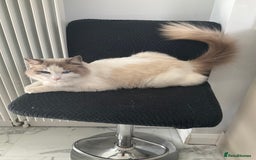 Ragdoll cats for sale: Frankie blue eye - Image 2