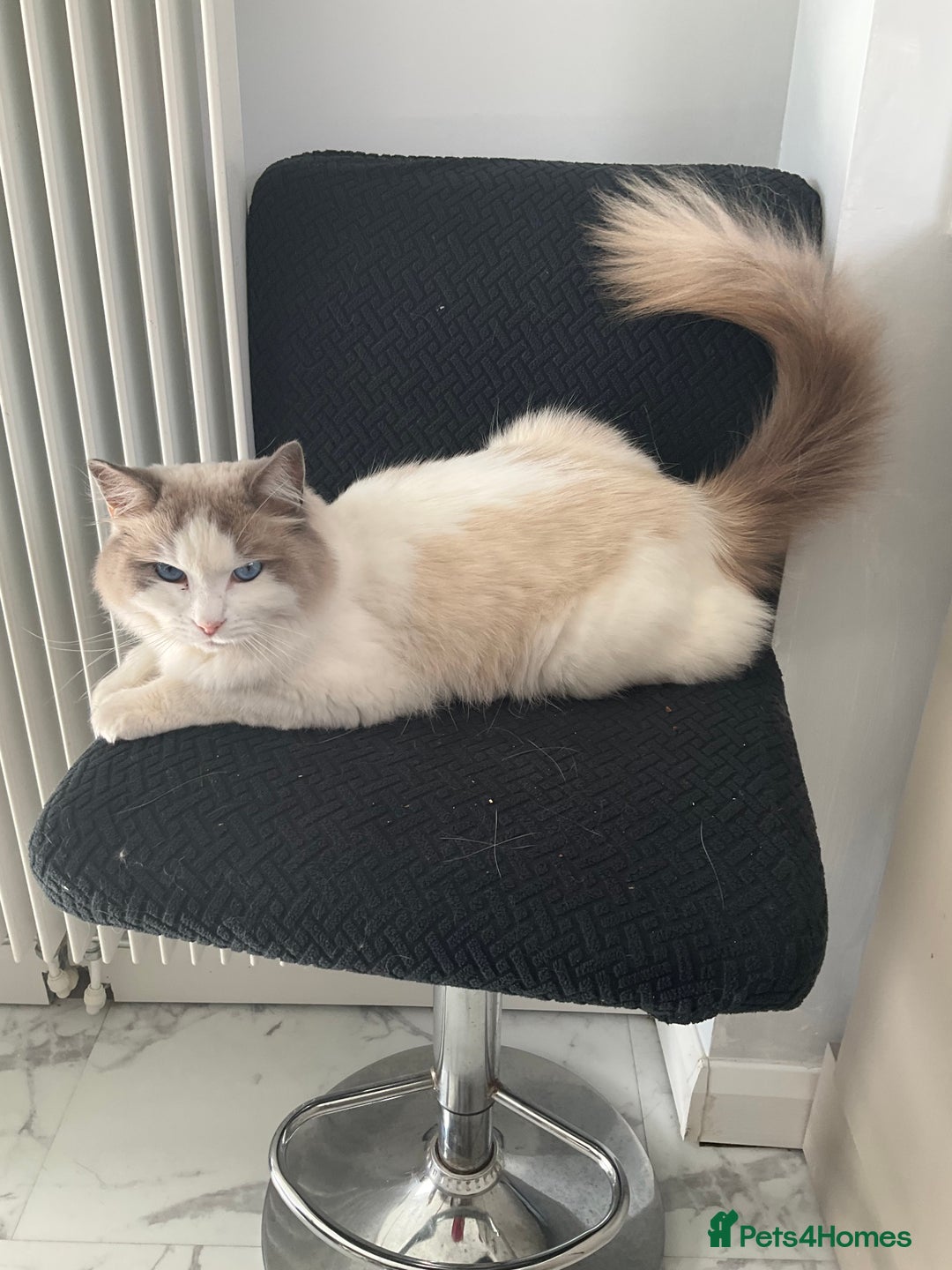Ragdoll cats for sale: Frankie blue eye - Image 2