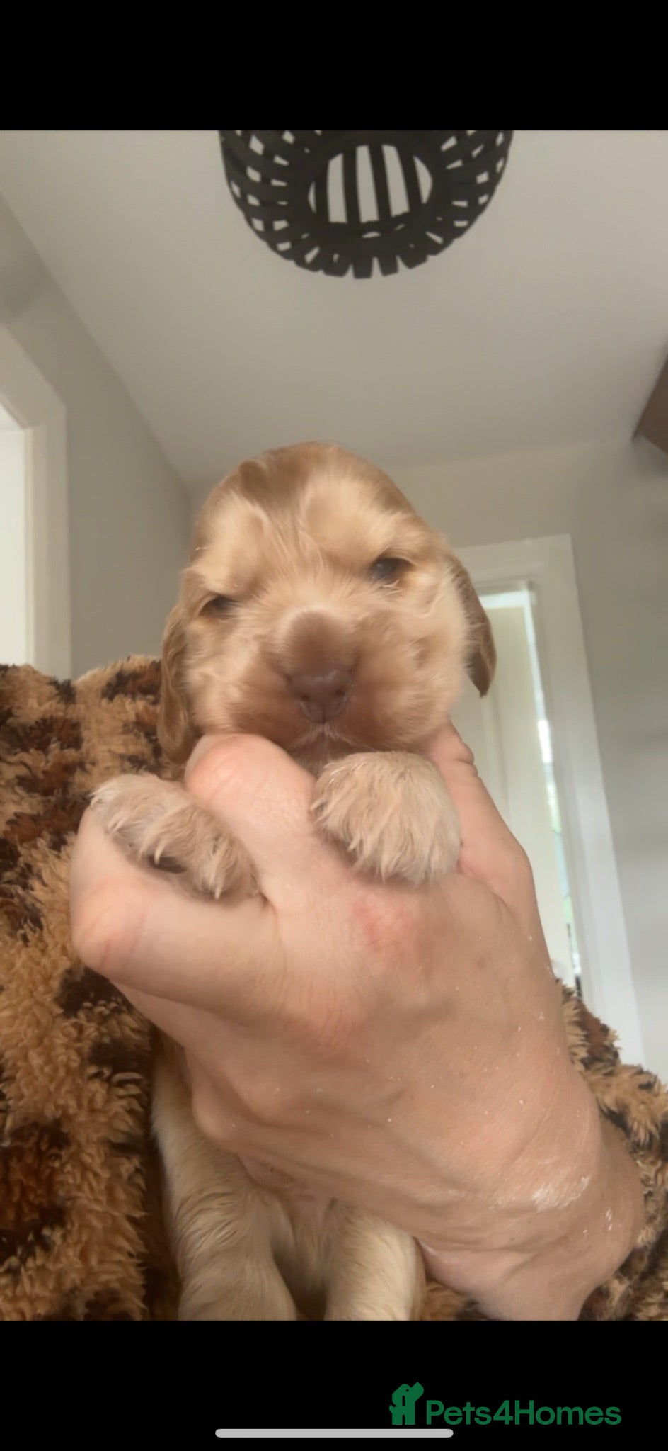 Cocker Spaniel dogs KC Registered Sable Show cocker spaniels  - Advert 1