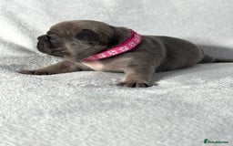 French Bulldog dogs for sale: Four beautiful healthy female French Bulldogs - Image 10