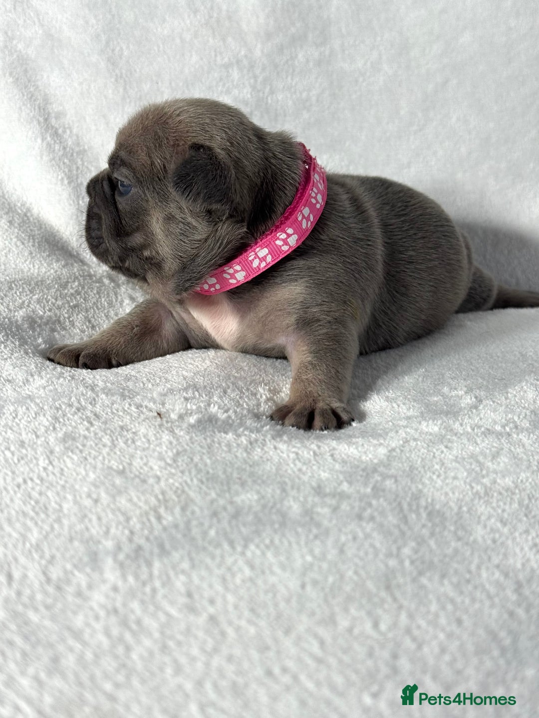 French Bulldog dogs for sale: Four beautiful healthy female French Bulldogs - Image 10