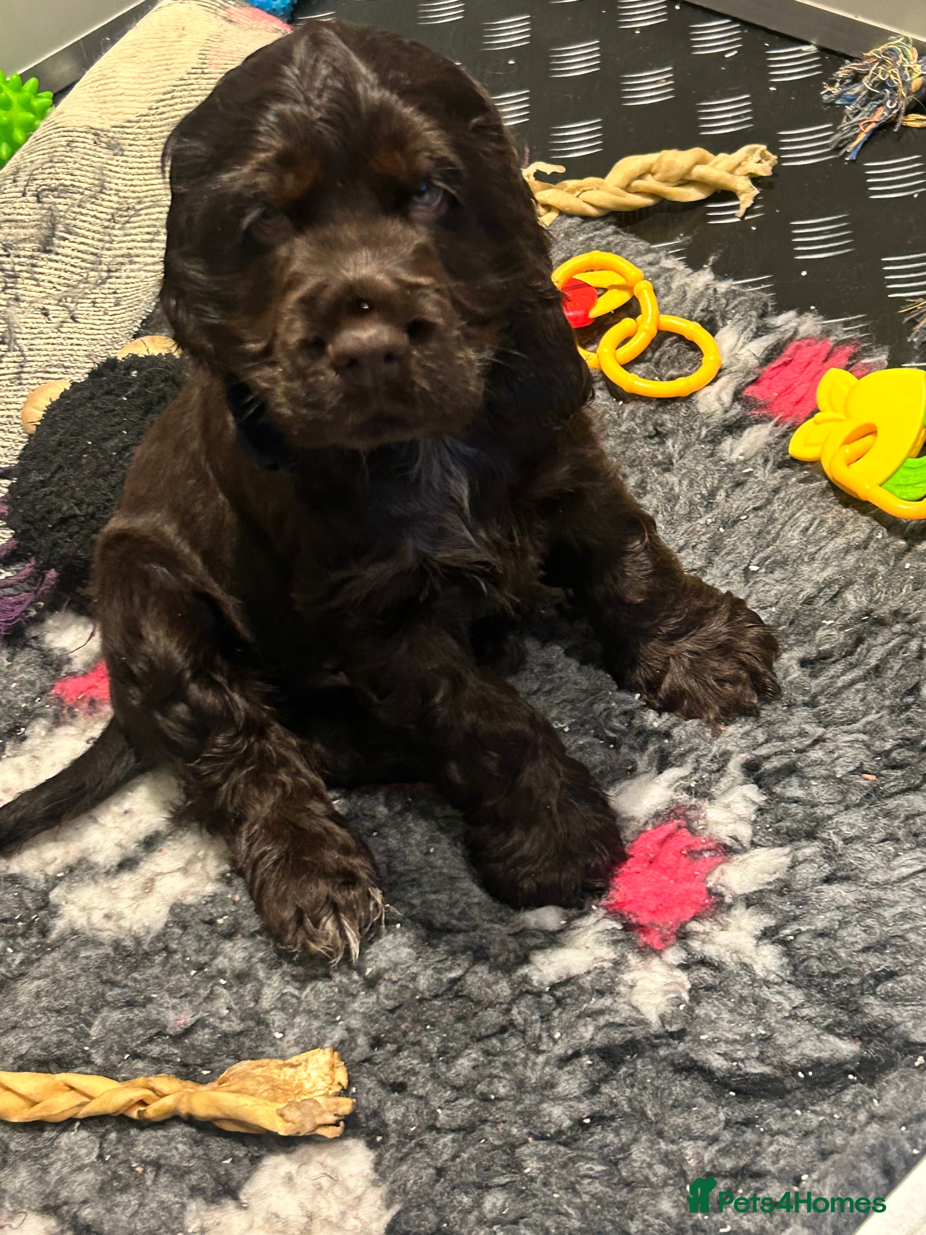 Cocker Spaniel dogs 💚 READY NOW  💚show cocker spaniel puppies  - Advert 1
