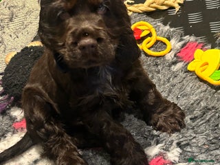 Cocker Spaniel dogs 💚 READY NOW 💚show cocker spaniel puppies - Advert 1
