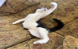 Maine Coon cats for sale: Fluffy and chunky Maine coon kittens FEMALE x 2 in Milton Keynes - Image 3