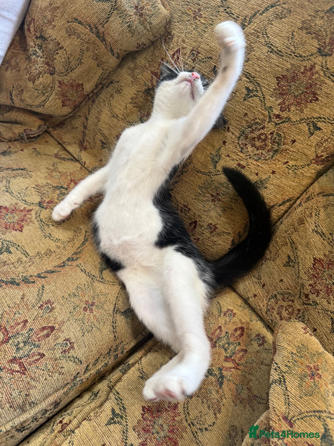 Maine Coon cats for sale: Fluffy and chunky Maine coon kittens FEMALE x 2 in Milton Keynes - Image 3