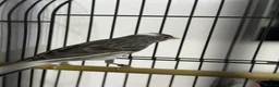 Canaries birds for sale: Canarie - Advert 2