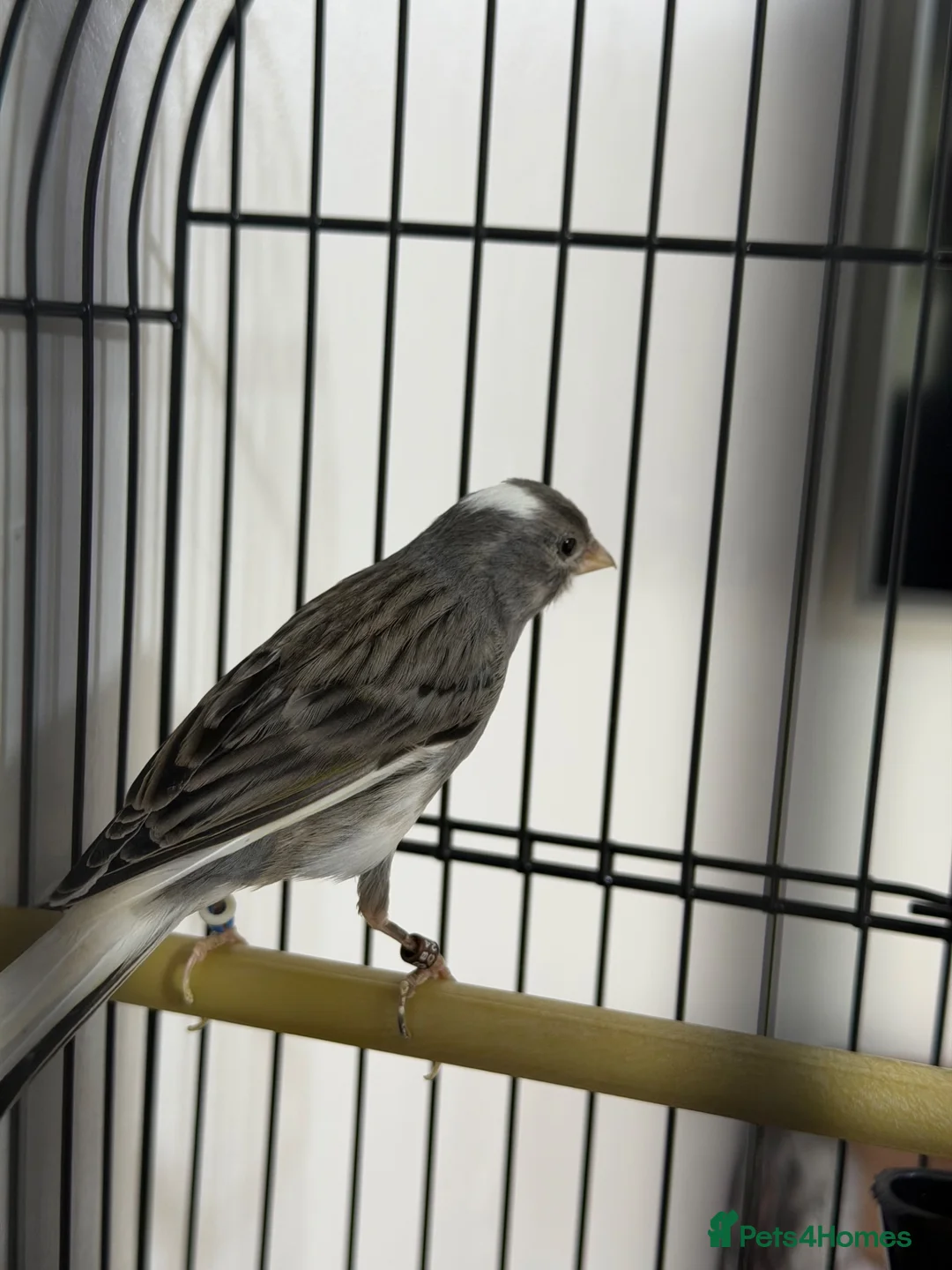 Canaries birds for sale: Canarie - Advert 2