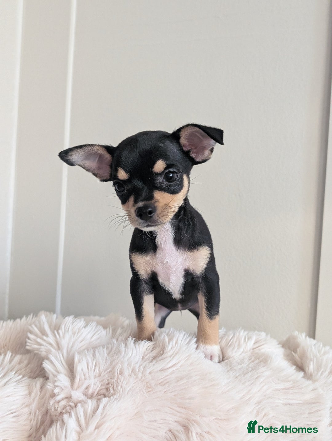 Miniature Pinscher dogs for sale: Miniature pincher female  - Image 2