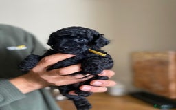 Toy Poodle dogs for sale: KC REGISTERED TOY POODLES READY NOW  - Image 1