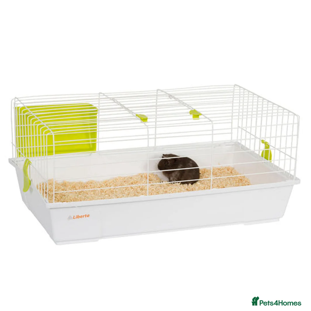 Guinea Pig rodents for sale: Baby Guniea Pigs  - Advert 6