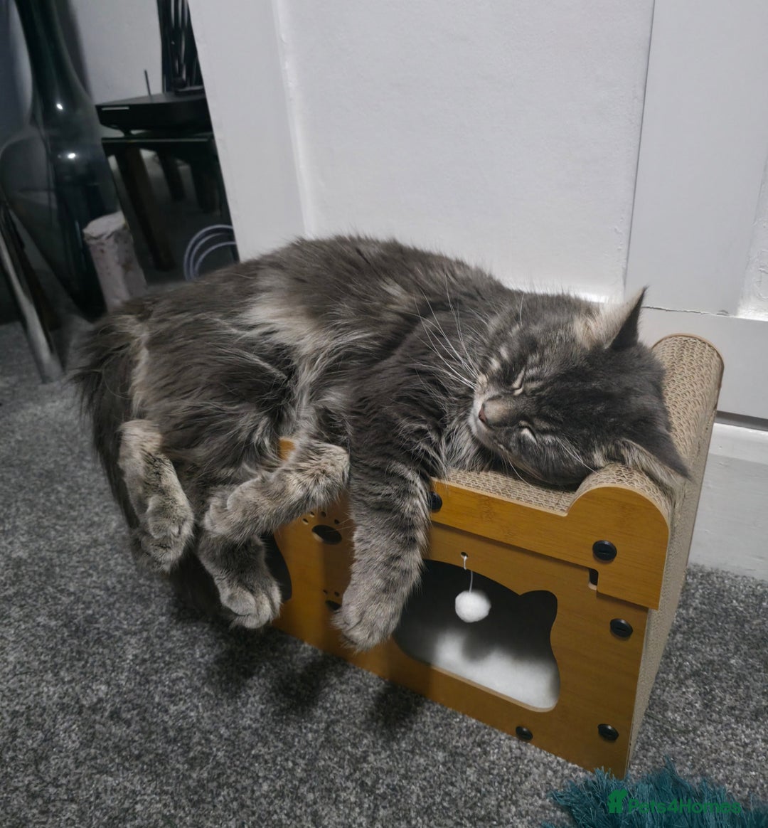Maine Coon cats for sale: Maina Coon  - Advert 2