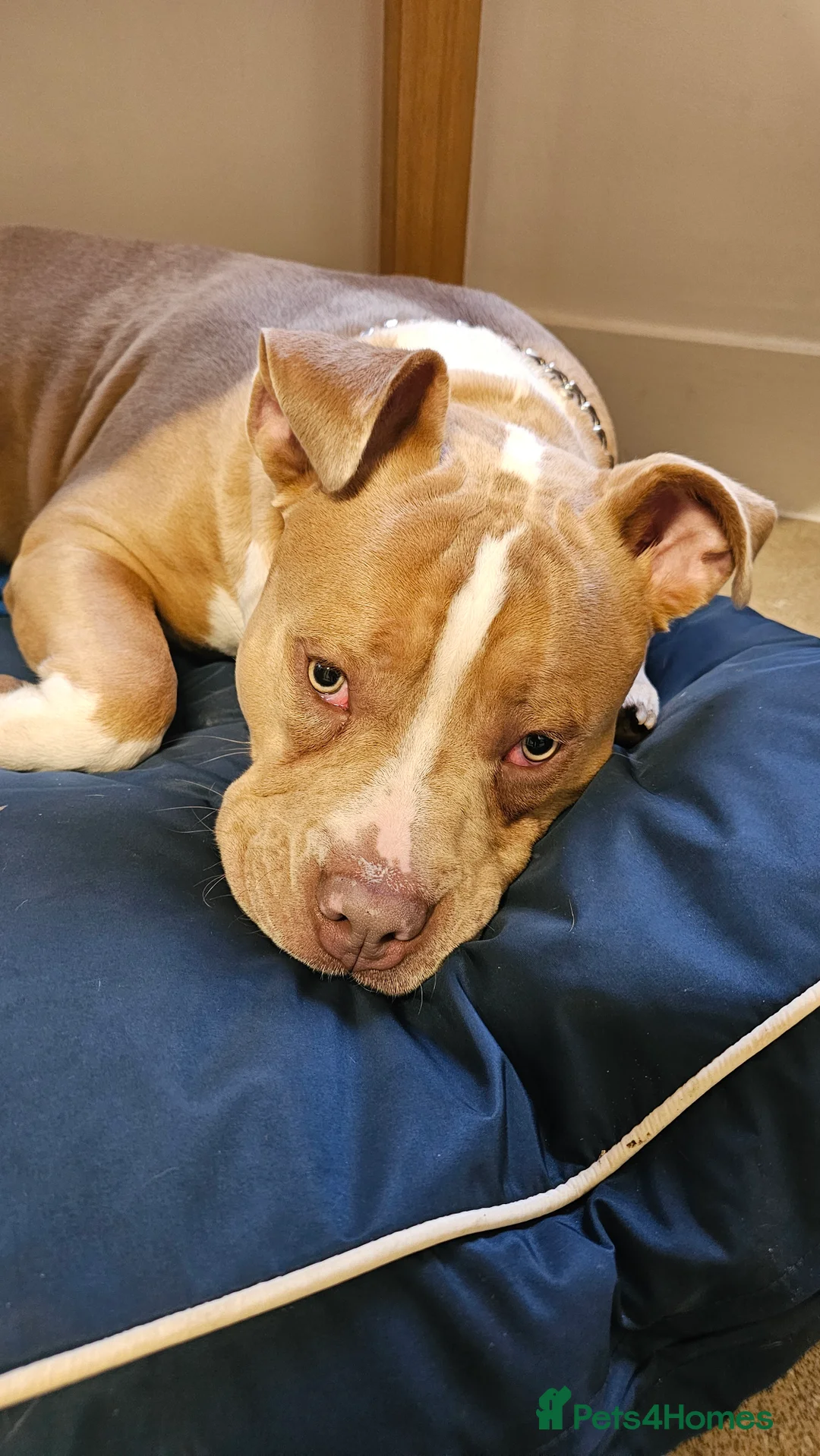 Mixed Breed dogs for sale: Beautiful boy  - Advert 6