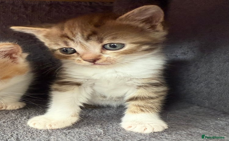 Norwegian Forest Cat cats - Advert 1