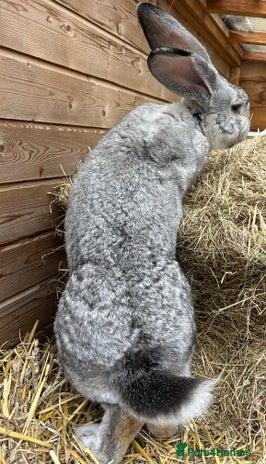 Continental Giant rabbits for sale | Pets4Homes