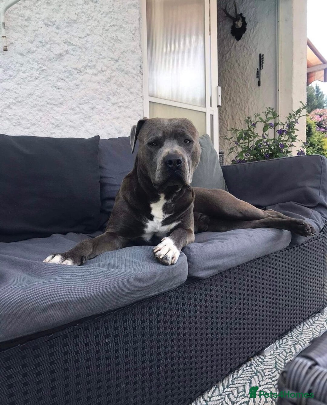 Staffordshire Bull Terrier dogs for sale: ❤️ Staffordshire beautiful puppies ❤️ - Advert 6