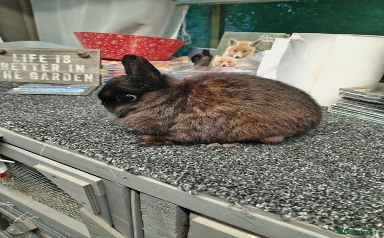 Netherland Dwarf rabbits - Advert 9