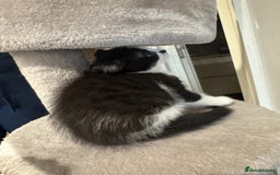 Mixed Breed cats for sale: 3 adorable female kittens  - Image 6