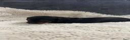 Dachshund dogs for sale: Dachshund puppies for sale  - Advert 9