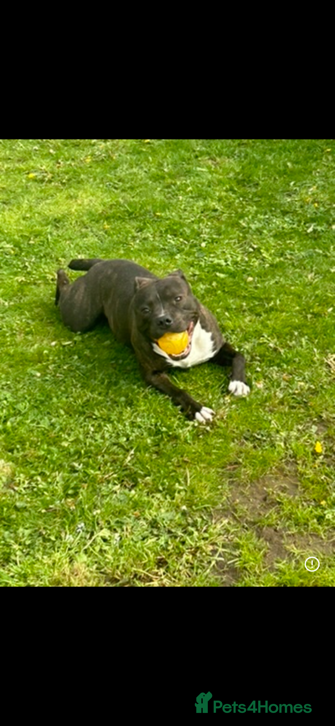 Staffordshire Bull Terrier dogs for sale: Staffordshire bull terrier  - Image 2