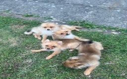 German Spitz dogs for sale: 4x Beautiful German Spitz Pomeranian Puppies  - Image 6