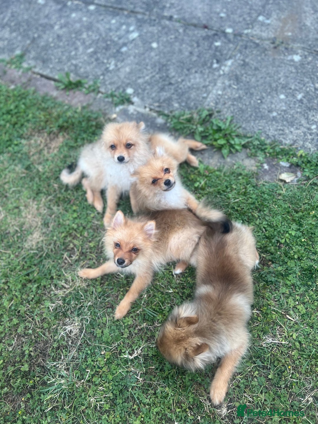 German Spitz dogs for sale: 4x Beautiful German Spitz Pomeranian Puppies  - Image 6