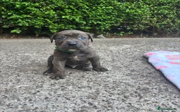 Cane Corso dogs for sale: 4 Cane corso puppy’s  - Image 9