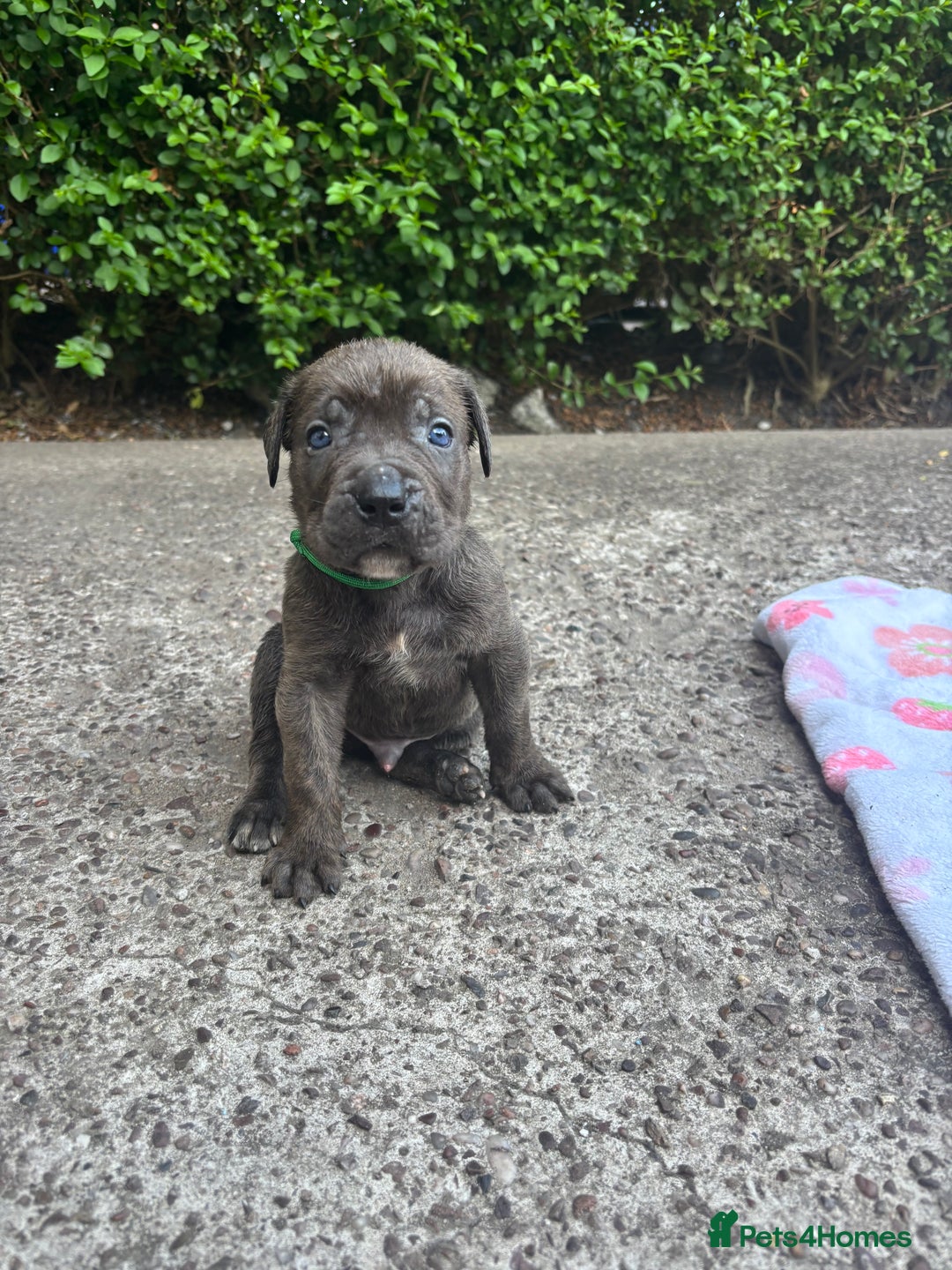 Cane Corso dogs for sale: 4 Cane corso puppy’s  - Image 9