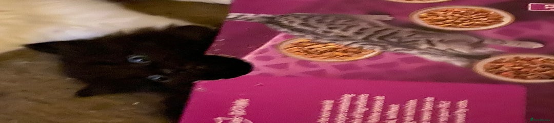 Mixed Breed Kitten 1