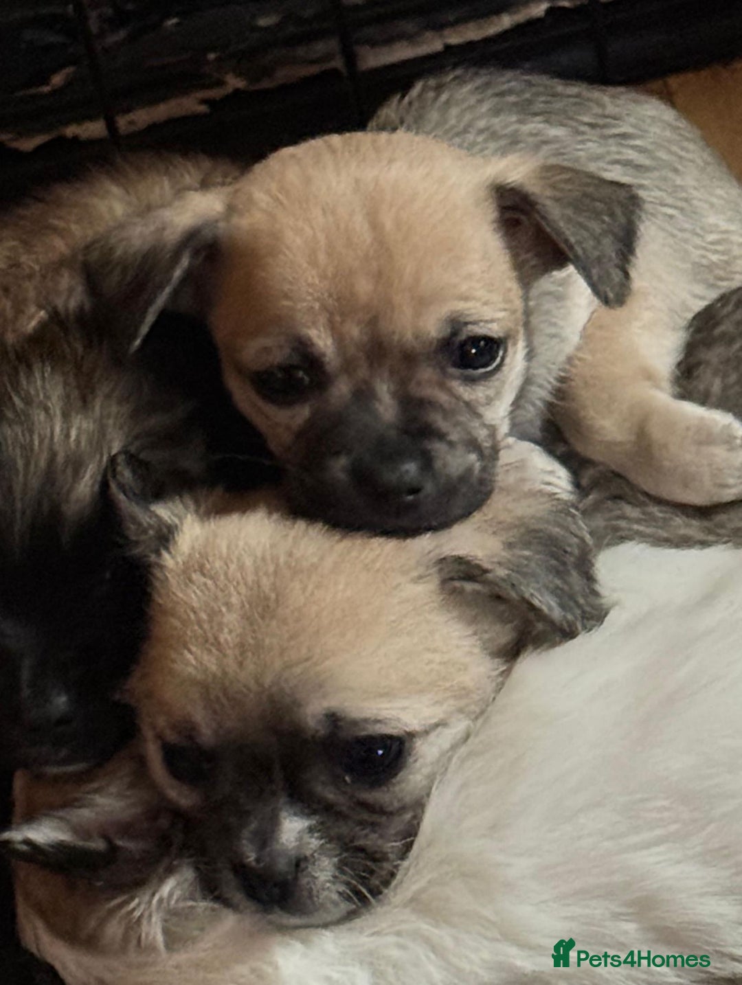 Chihuahua dogs for sale:  Chihuahua puppies can be seen with mum and dad  - Advert 1