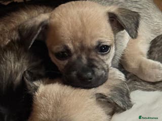 Chihuahua dogs Chihuahua puppies can be seen with mum and dad - Advert 1