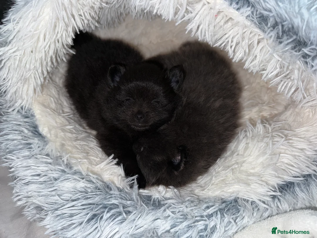 Pomeranian dogs for sale: Two Poms looking for forever home - Advert 23