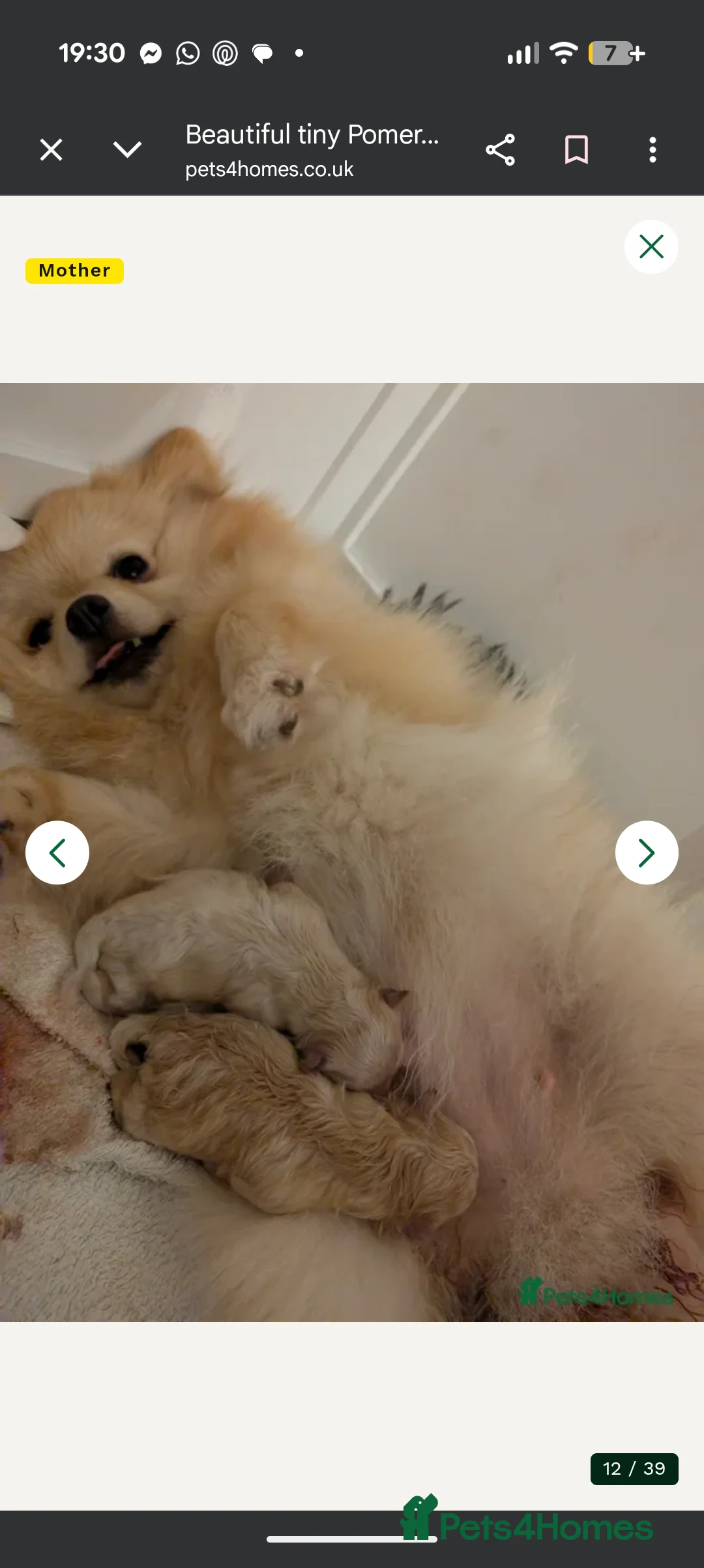 Pomeranian dogs for sale: Last little girl pomeranian puppy  - Advert 2