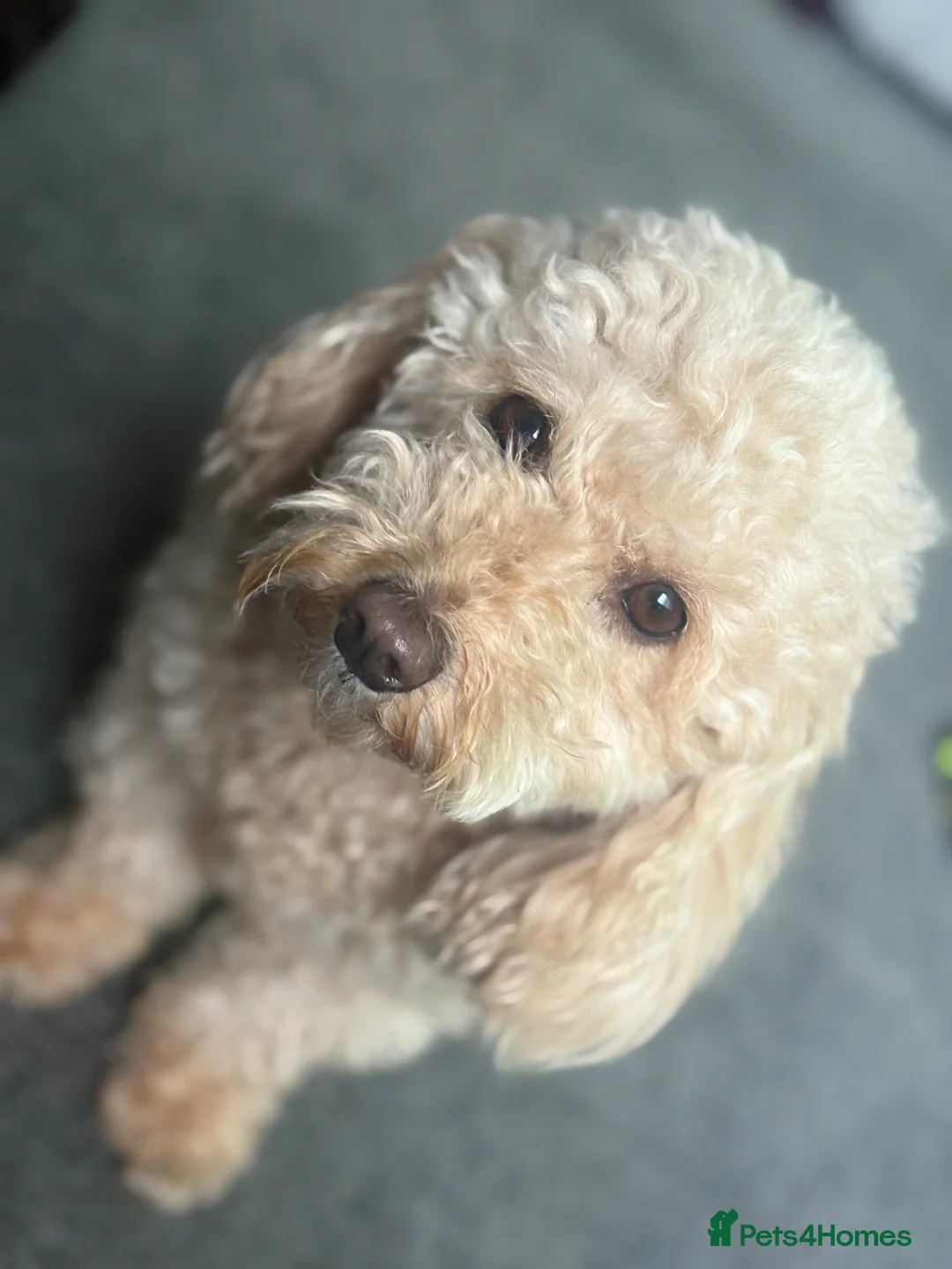 Cavapoo dogs for sale: Luxury toy cavapoo  in Burton-on-Trent - Advert 6
