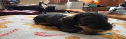 Dachshund dogs for sale: Five miniature Wire Haired Dachshund puppies - Advert 20