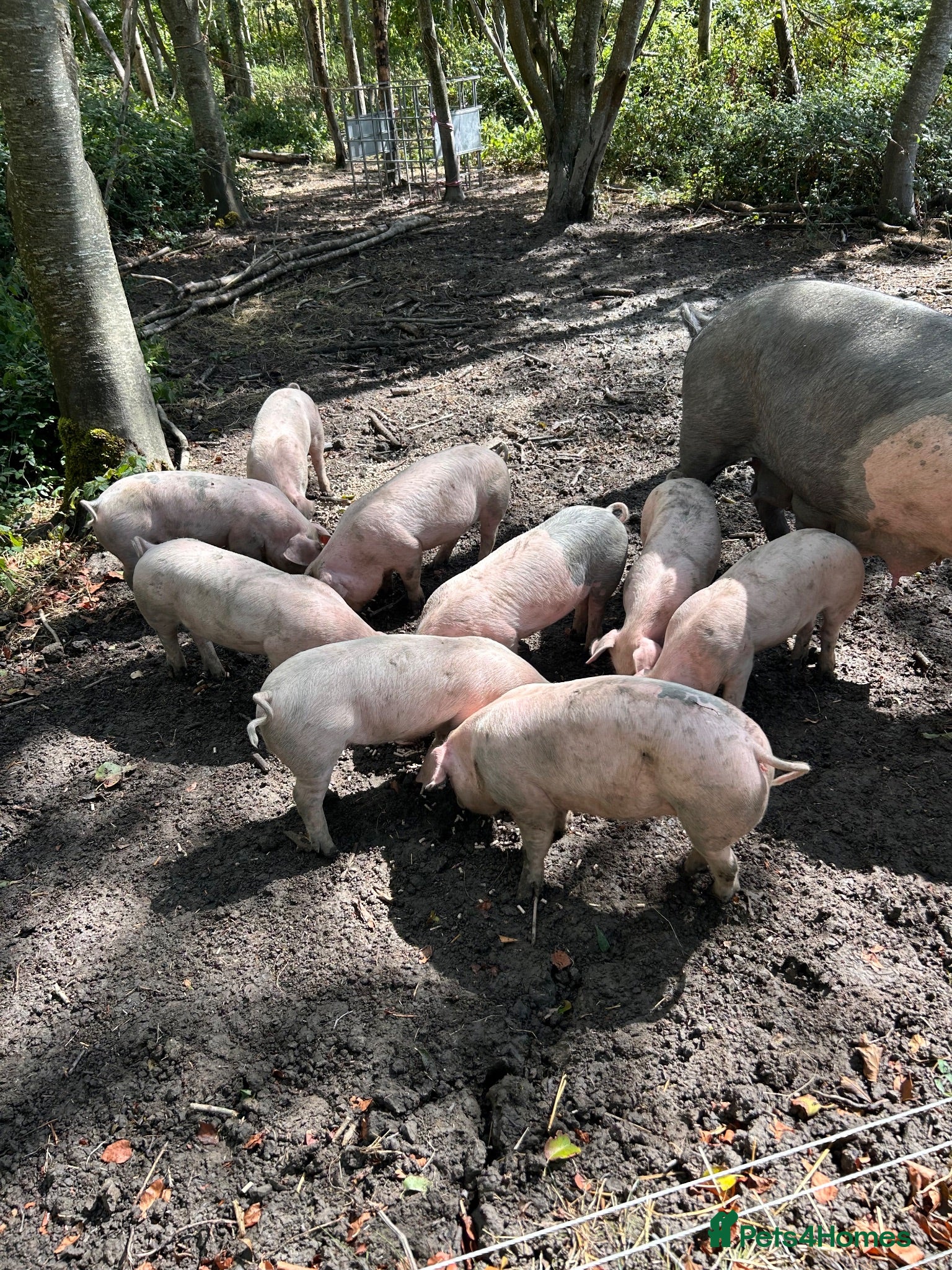 Pig livestock Saddleback x Welsh Weaners piglets  - Advert 2