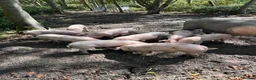 Pig livestock for sale: Saddleback x Welsh Weaners piglets  - Advert 1