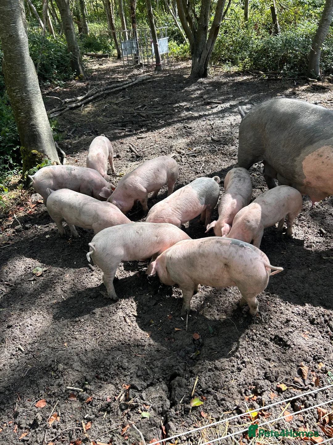 Pig livestock for sale: Saddleback x Welsh Weaners piglets  - Advert 1